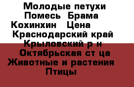 Молодые петухи Помесь, Брама , Кохинхин › Цена ­ 120 - Краснодарский край, Крыловский р-н, Октябрьская ст-ца Животные и растения » Птицы   